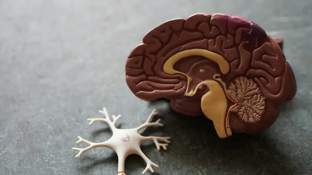 Cognition caută fonduri la o evaluare de până la 80 de miliarde de dolari