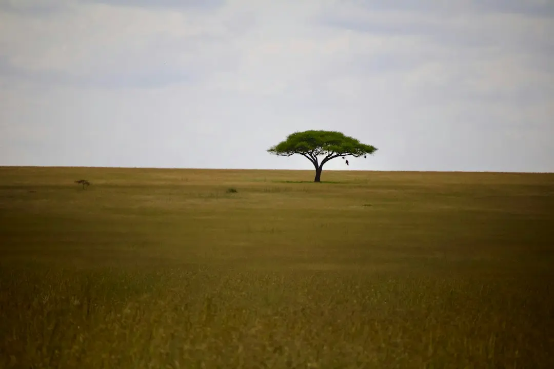 Serengeti III: 21 de țări africane au distrus aproape 11.000 de rețele de cybercrime