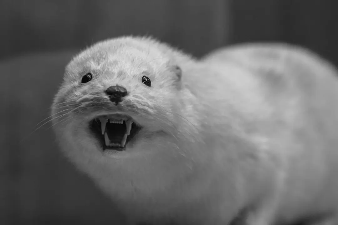 Otter.ai ridică 320 de milioane de dolari fără să dilueze acționarii